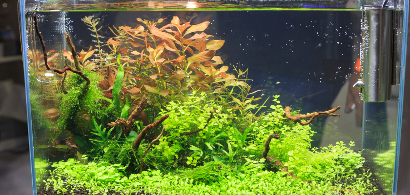 Acquario in Plexiglass